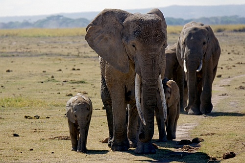 Kenia (143)